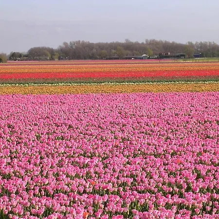 De Schelp 2